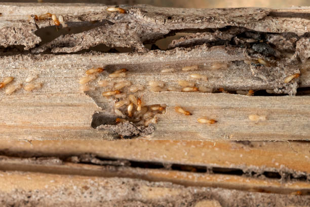 Best Affordable Pest Control Services  in Key West, FL