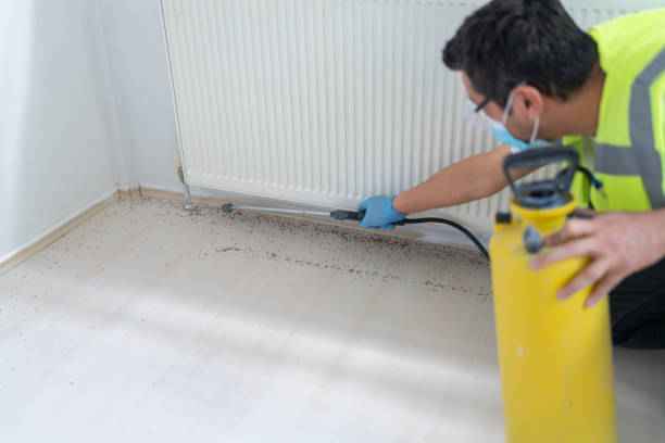 Flea Control Services in Key West, FL